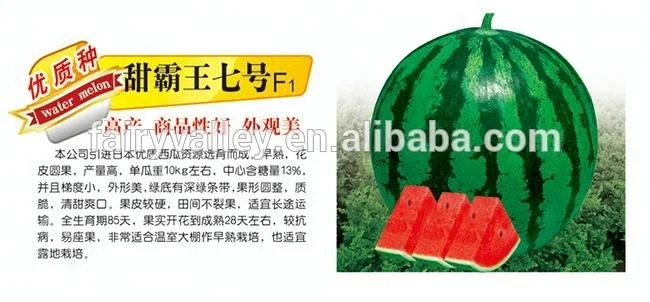 
Chinese hybrid f1 Watermelon Seed For Planting-Sweetness King No.7 F1 