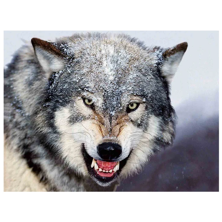 Wolves 3D Lenticular Printing Picture For Gift , Home Decoration