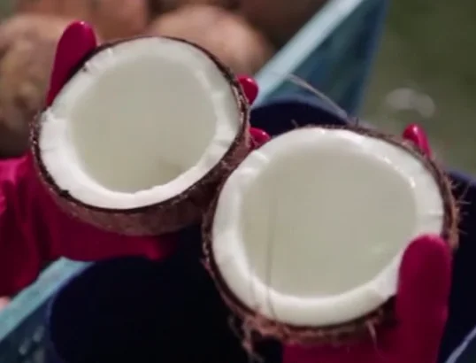 factory offer  high quality coconut nata de coco making and processing machine