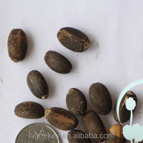 
S207 Mafengshuzhongzi Bulk Supply Best Quality Price Jatropha Seed 