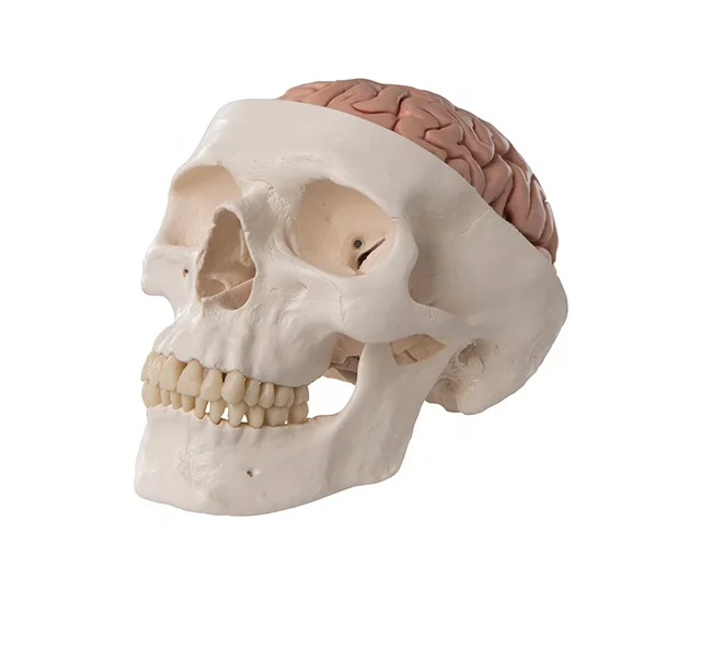Human Plastic Skull with brain anatomical model