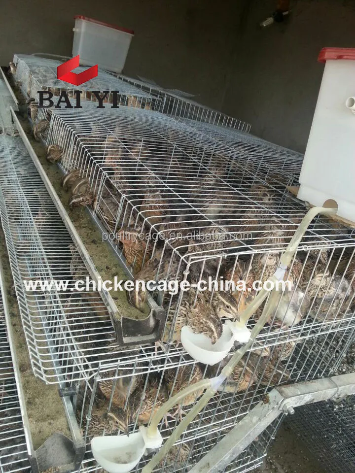 Good Quality ! Low Price ! Galvanized Quail Cage For Laying Hens And Quail Egg Boxes( Factory Price )