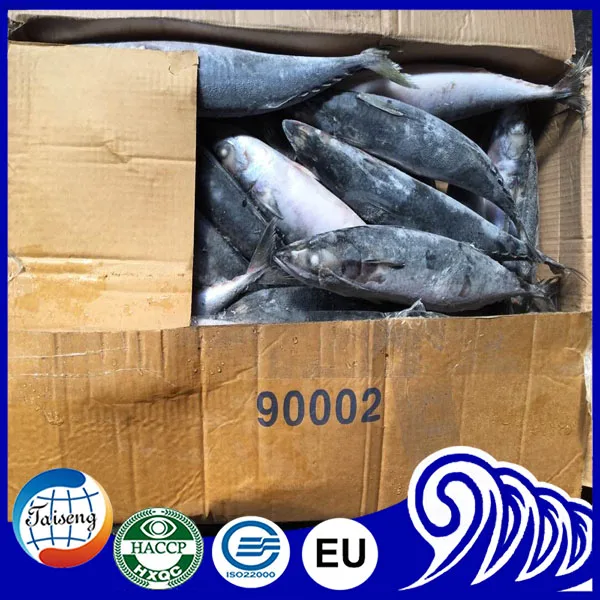 Морская свежая рыба замороженная Тихоокеанская скумбрия замороженная скумбрия