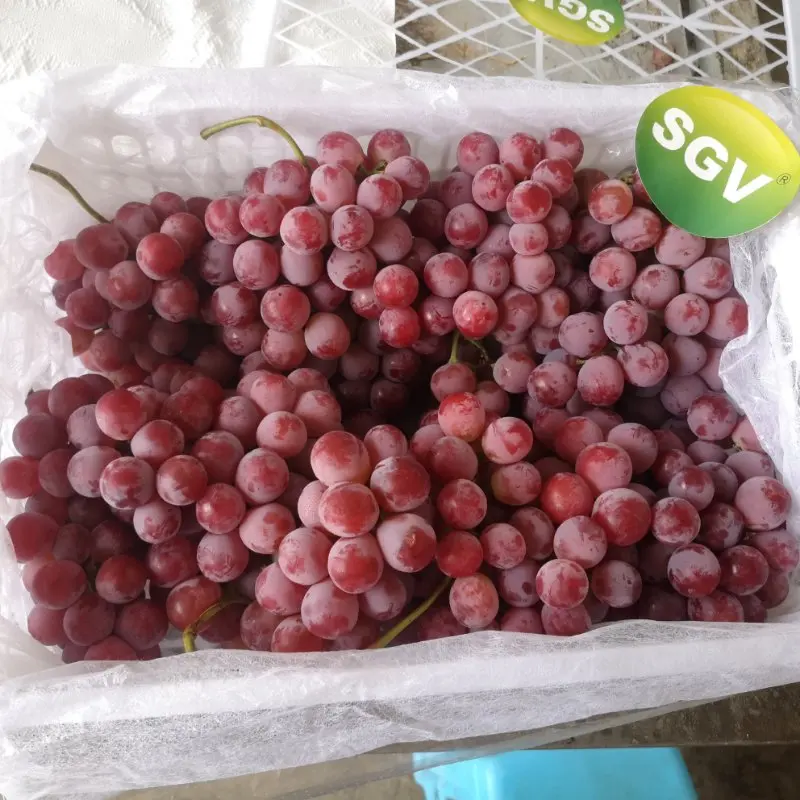 Красный виноград