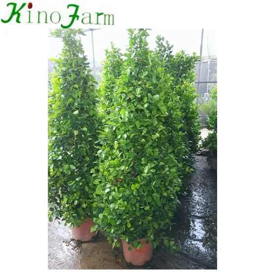 
zhangzhou kinofarm bonsai ficus bnjamina 