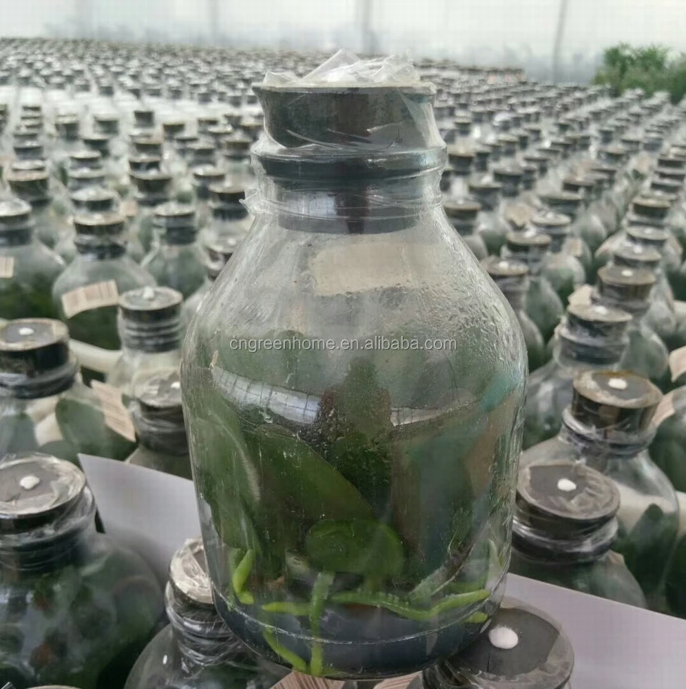 Orchid phalaenopsis flask