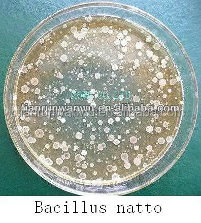 Bacillus natto (кормовой класс)