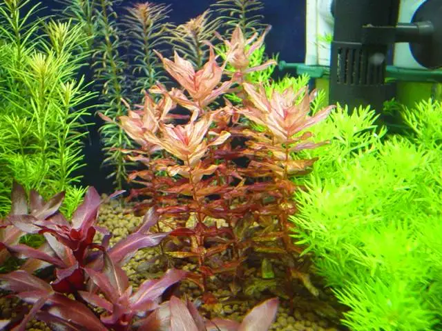 Professional manufacture LED Growing Light for plant hemp/Vegetable Flower Fruit Greenhouse Growing Lights/vegetable