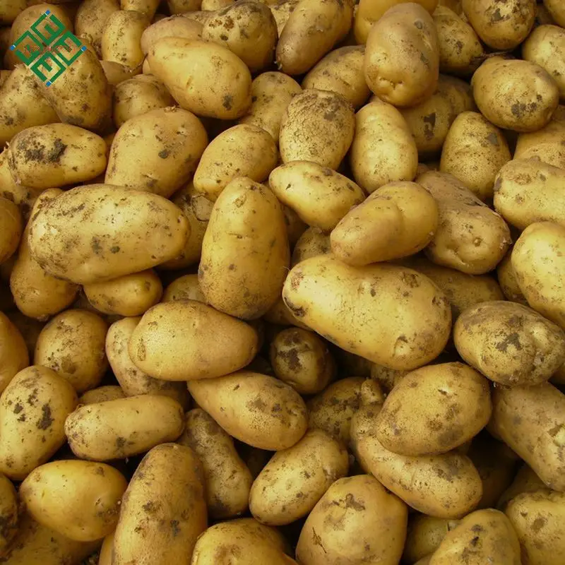 Vegetable Fresh Potato Price