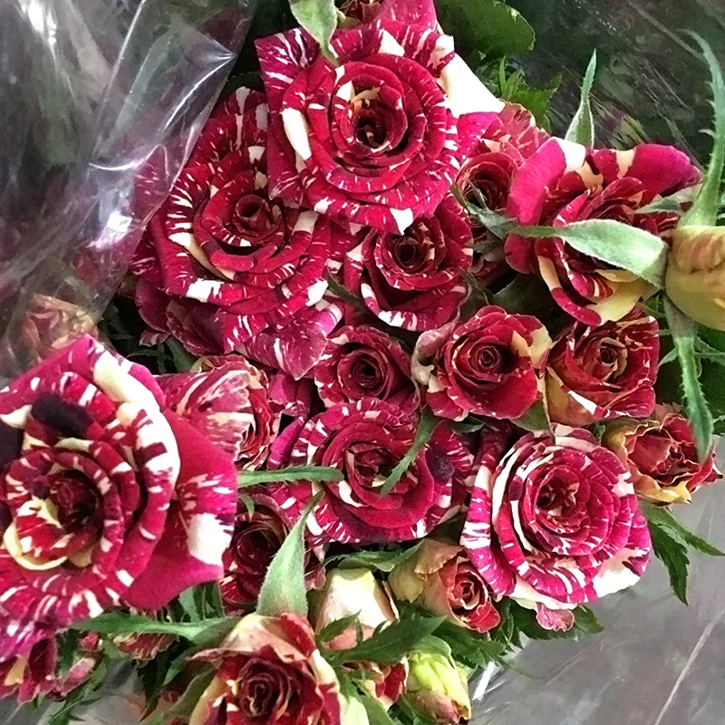 Wedding decoration spray champagne roses wholesale from Kunming, all kinds of flowers