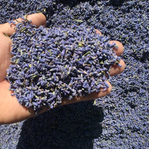 Dried lavender bud flower chinese herbs organic herbal tea floras beauty product skin beauty lavender flower sachet