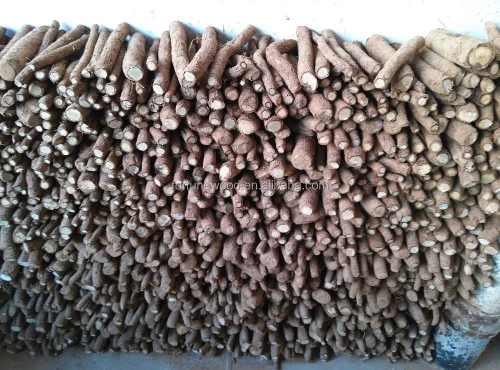 99% germination rate Paulownia Elongata roots cutting
