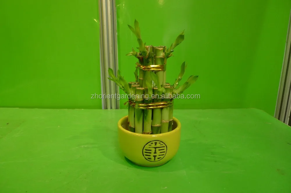 
5 layered tower lucky bamboo air bonsai tree dracaena sanderiana indoor ornamental aquatic water plants 