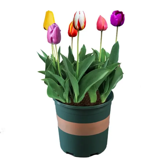 
Yu jin xiang 100 % Quality Top Brand F1 hybrid tulipa gesneriana bulb seeds 