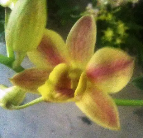 Орхидея BB, растения дендробиума, новинка, желтый/оранжевый