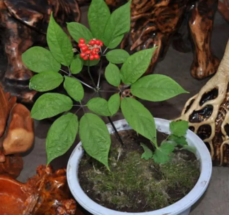 100g NON-GMO accelerating germination vernalization ginseng seeds for sowing