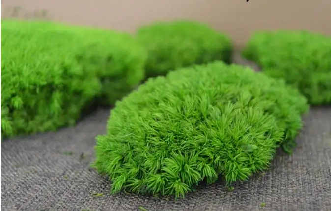 2023 Wholesale Preserved  Moss For Moss Wall Art Decoration