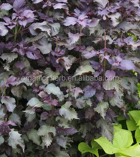 Perilla frutescens oil | Perilla leaf powder