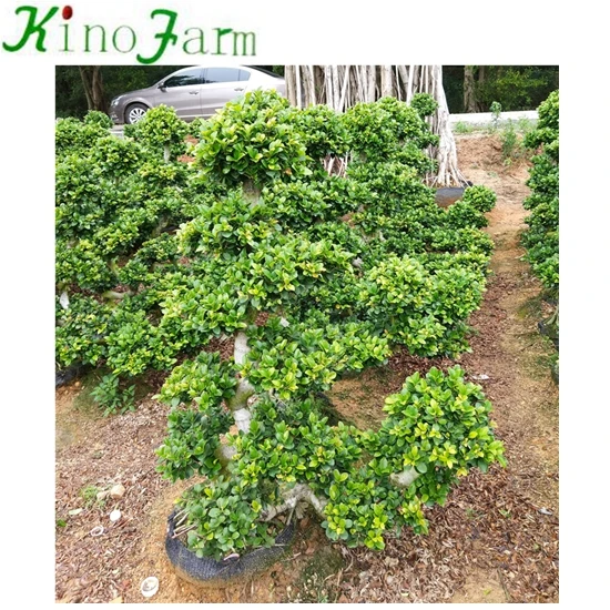 Ficus Microcarpa Ficus Bonsai