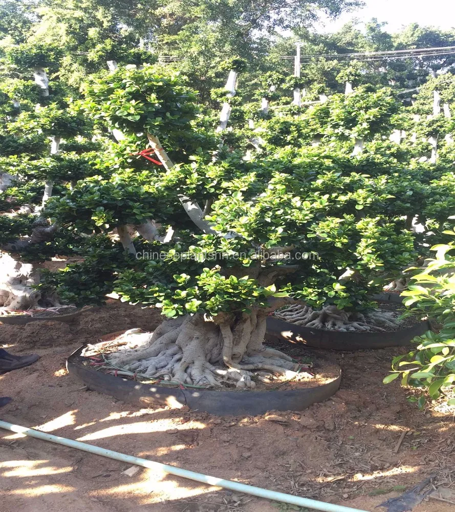 
 Фикус дерево фикус микрокарпа Шима корневые растения для улицы  