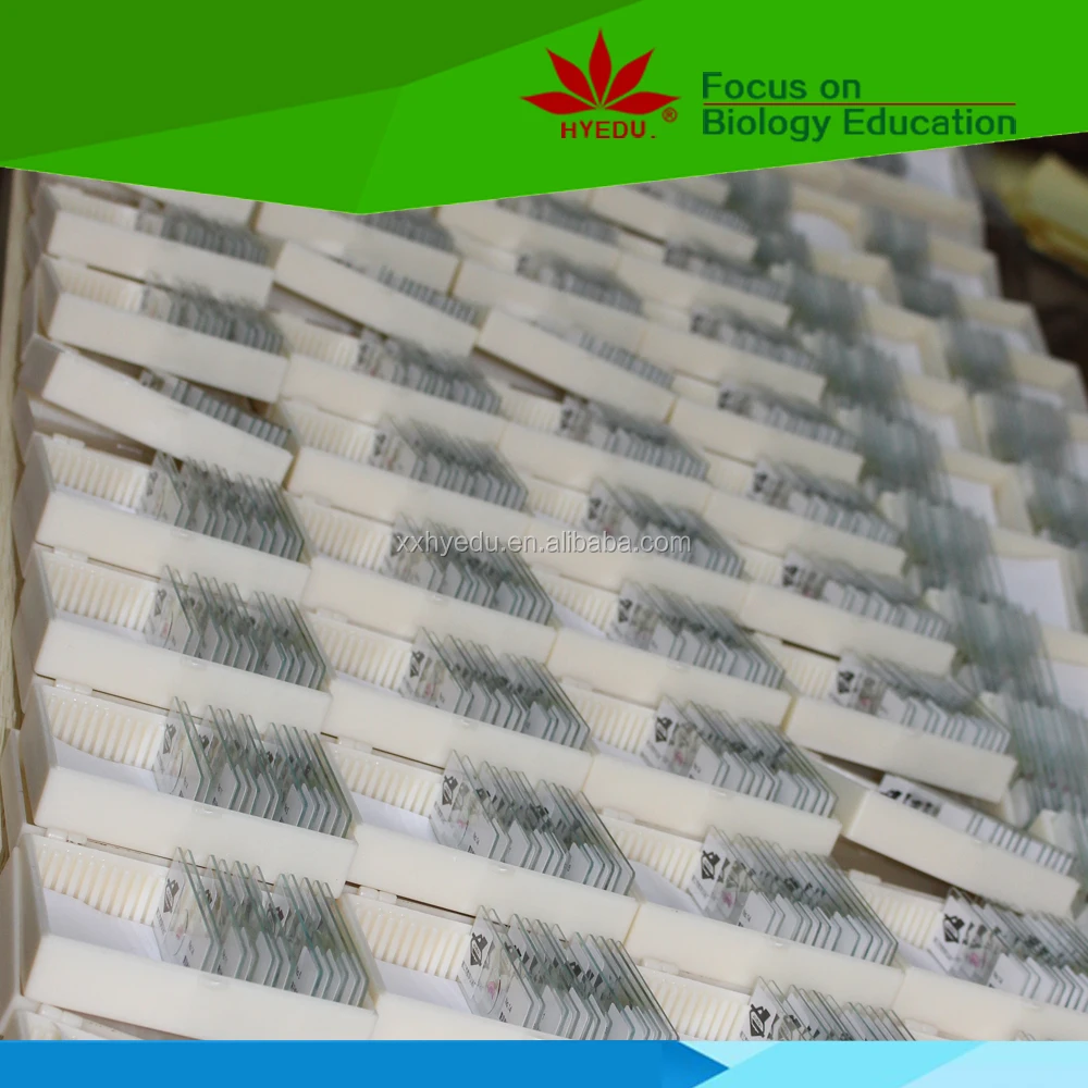 Индивидуальные скользящие клеточные биологии и гены хромосомные микроскопы аксессуары слайды