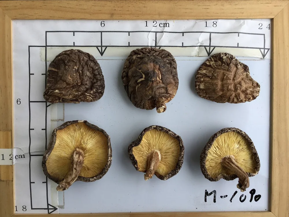 
Delicious 1kg dried edible mushroom products with different size 