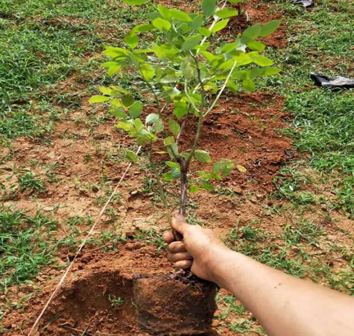 
NON-Gmo 3 years old Blueberry young plants for planting 
