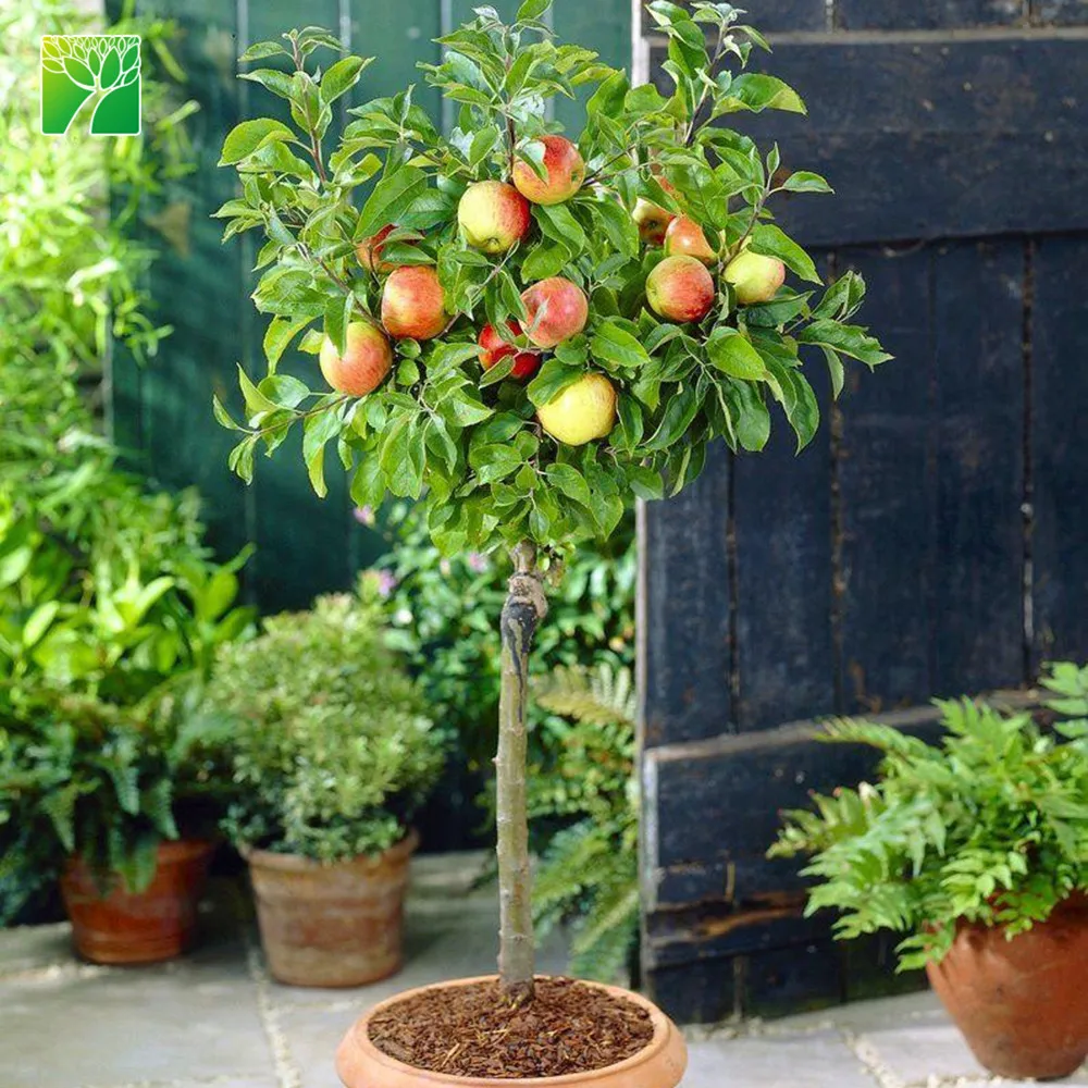 Яркое солнце, высота до 100 см, гала, яблоко, карликовый пицер, Малус пумила