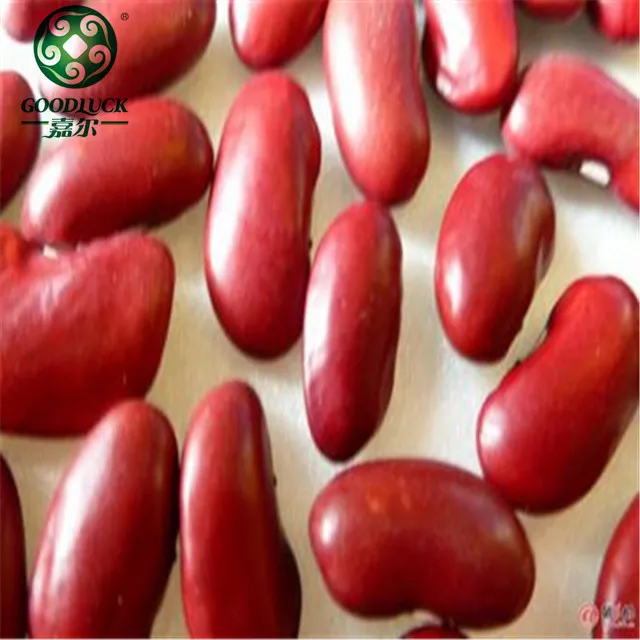 
Different Types of Dried Beans for Canned Food of Spain Price Ton 