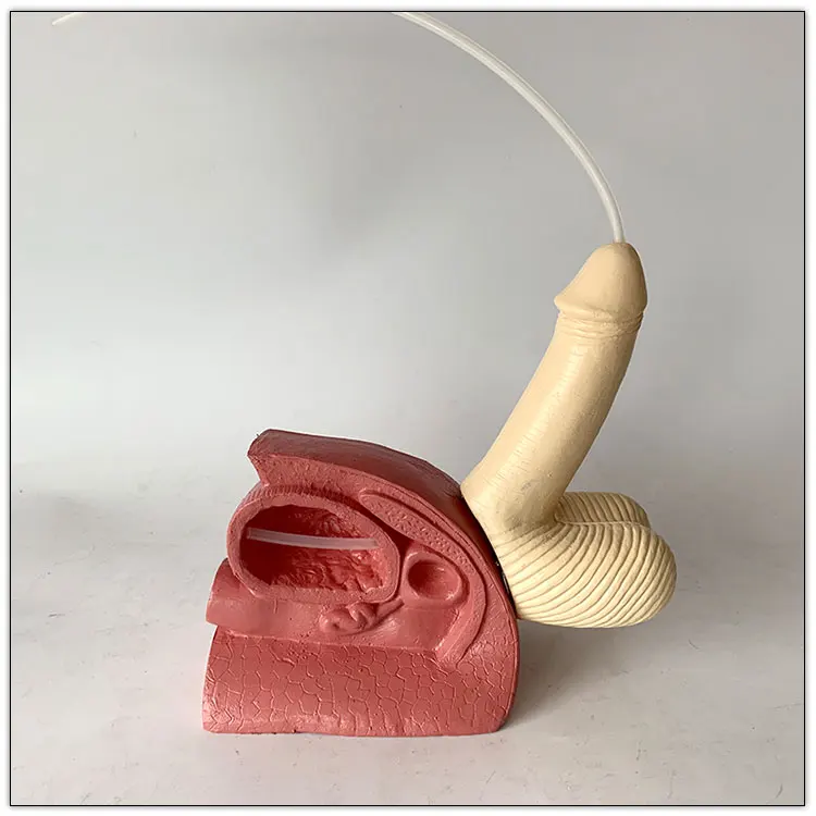 Physiological teaching model simple male urethral catheterization model