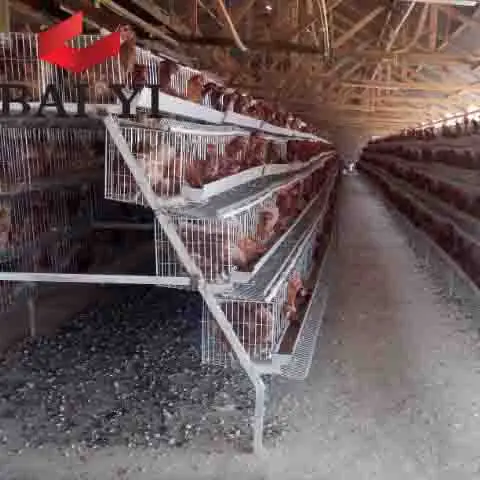Factory Direct Price Battery Cages Laying Hens Sell in Algeria