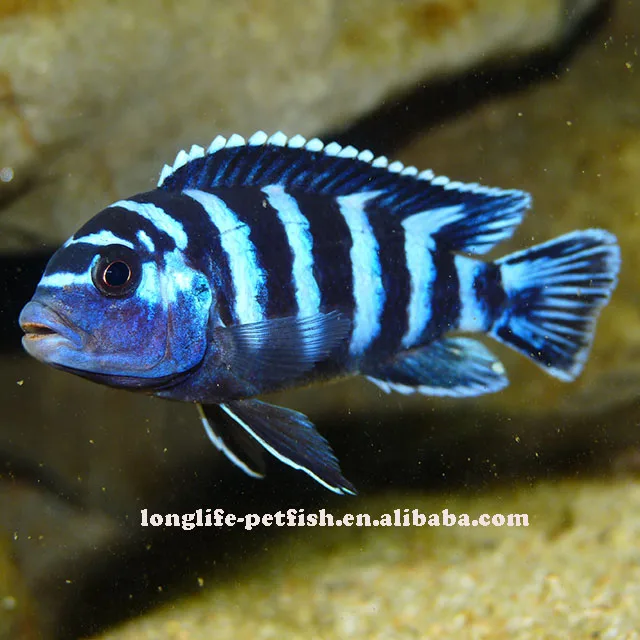 
Pseudotropheus demasoni Fish 