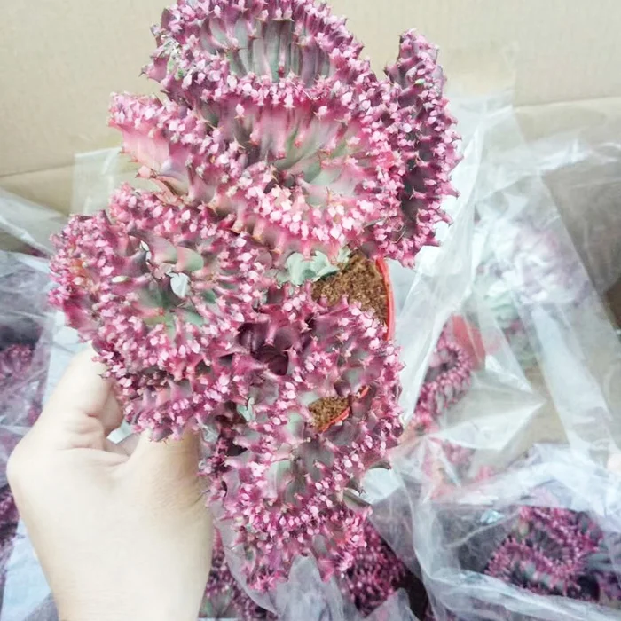  Цветочный Кактус красочный бонсай фиолетовый Кирин эхинопсис