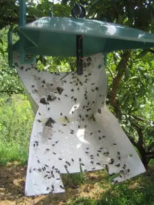 Pheromone Lure for Carposina niponensis (Peach Fruit Moth), Peach fruit borer Pheromone Attractant