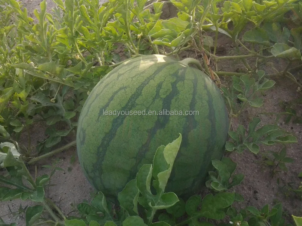 Новинка, гибридные семена арбуза W01 f1 большого размера