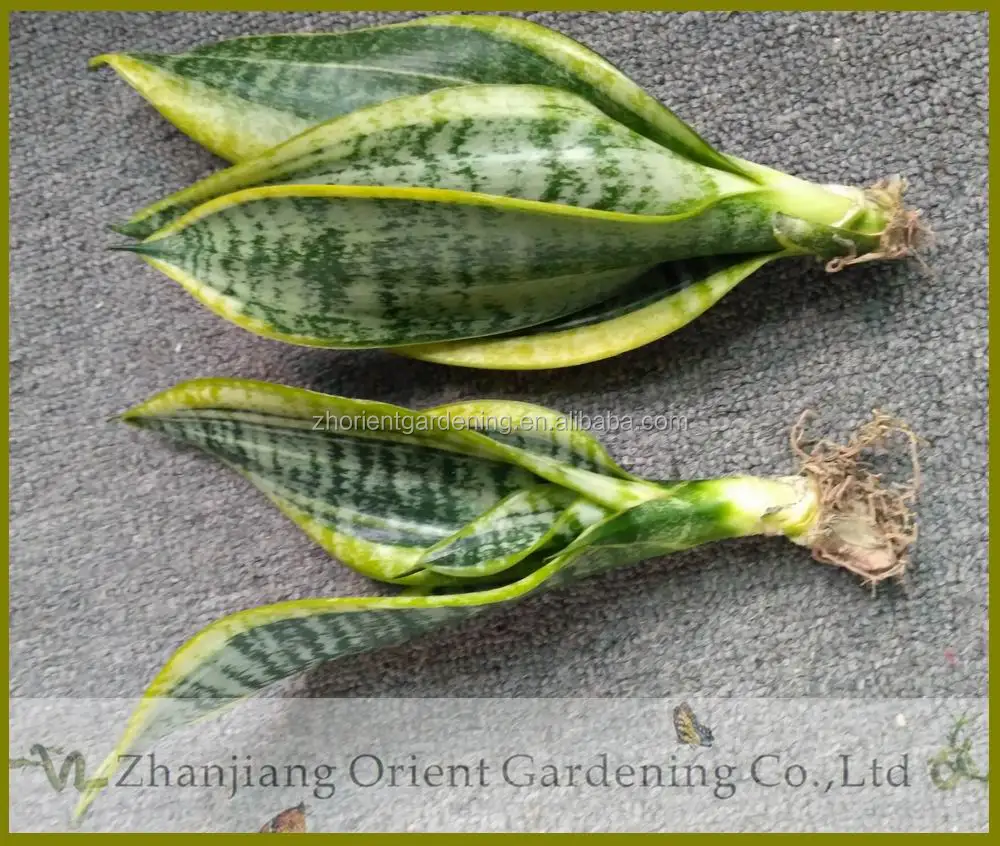  Sansevieria Trifasciata Golden