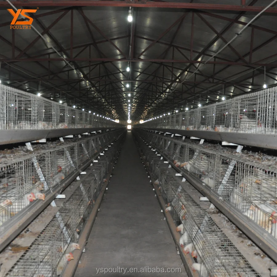 Best Design A Type Automatic Chicken Broiler Cage