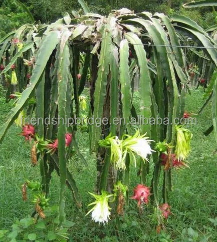 
Dragon Fruit Plant Nurseries for Sale 