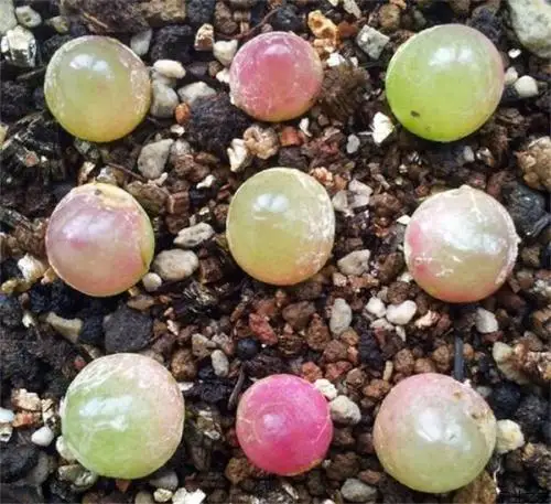 Mini size beautiful Conophytum burgeri succulent bonsai for sale