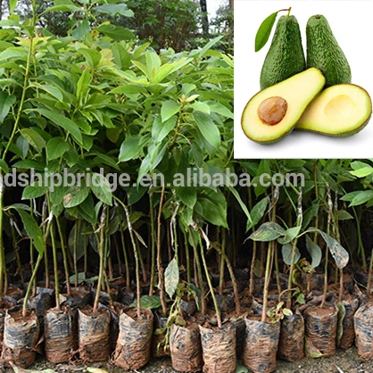 Тропические фрукты, авокадо, деревья, бутиросперм, парки, котши