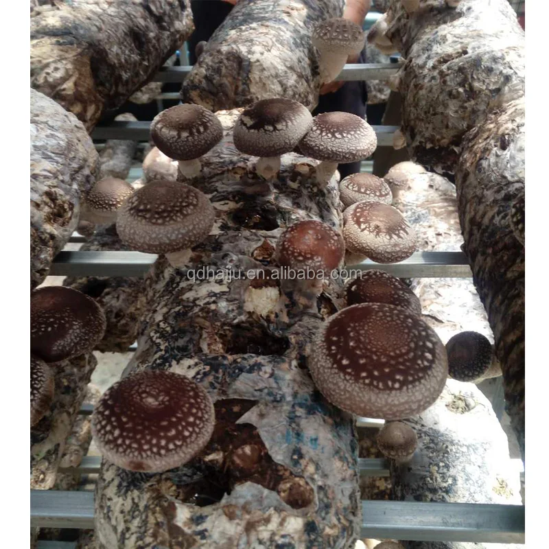 Growing shiitake mushroom oak wooden with factory direct price