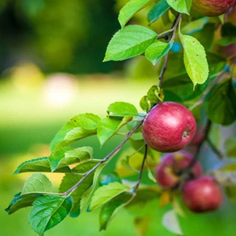 Измените цвет фрукта и продвигайте новую технологию precocity, жасмоновая кислота 5%, альтернативный эфир