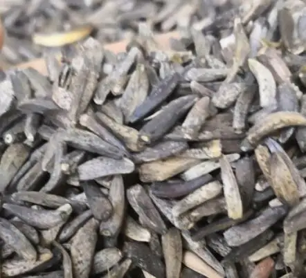 1kg natural high quality Saussurea costus seeds for cultivation