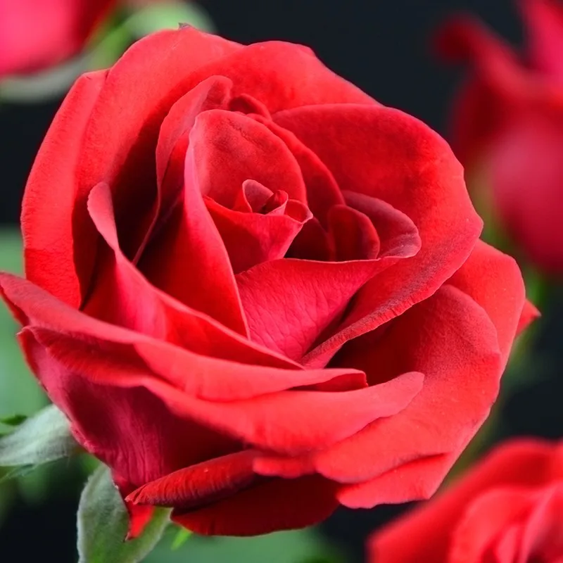 С конкурентоспособной ценой, бесплатная доставка, натуральные свежие резные цветы, резные розы Carola