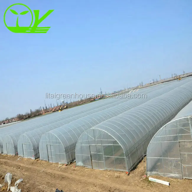 Tunnel greenhouse for agricultural melon and fruit plants