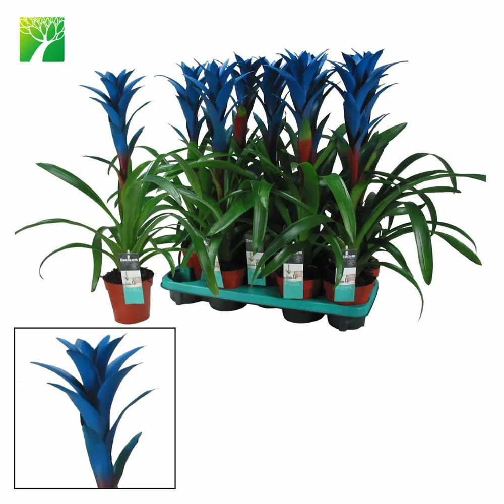 Hot sale indoor decoration perennial flower plant tufted airplant Guzmania atilla