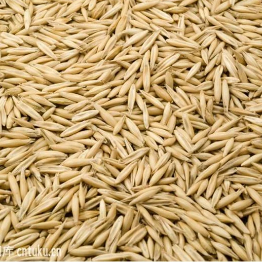 Barley germination for barley seeds used  animal feed for cattle and sheep for Barley grwoing sprout