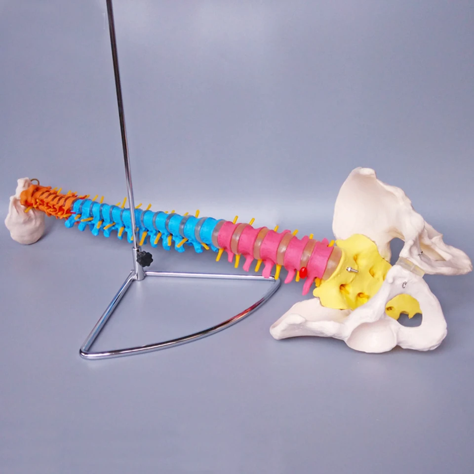 Didactic Vertebral Column with Pelvis Model, Spine Anatomical Model