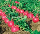Hot Sale High Quality Red Turnip Seeds For Planting