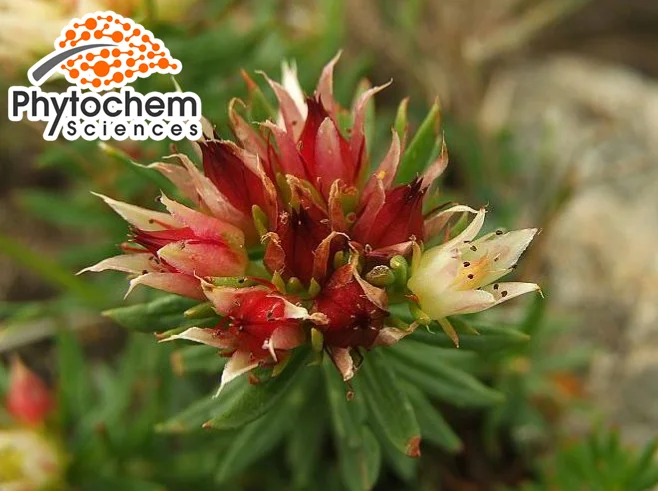 Hot sale Rhodiola Rosea Extract 3% Rosavins 1%Salidroside